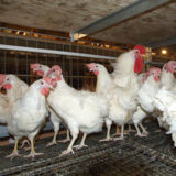 Systèmes d'élevage