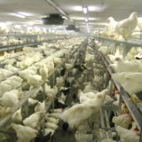 Système de volières